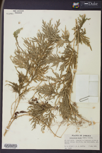 Selaginella plana image