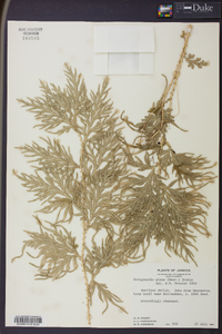 Selaginella plana image