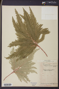 Selaginella umbrosa image