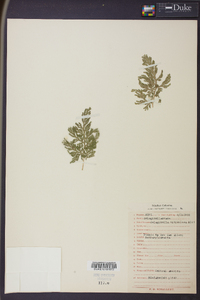 Selaginella viticulosa image