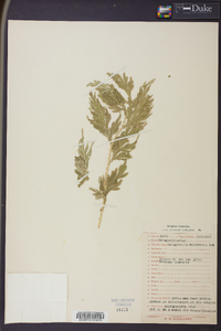 Selaginella willdenowii image