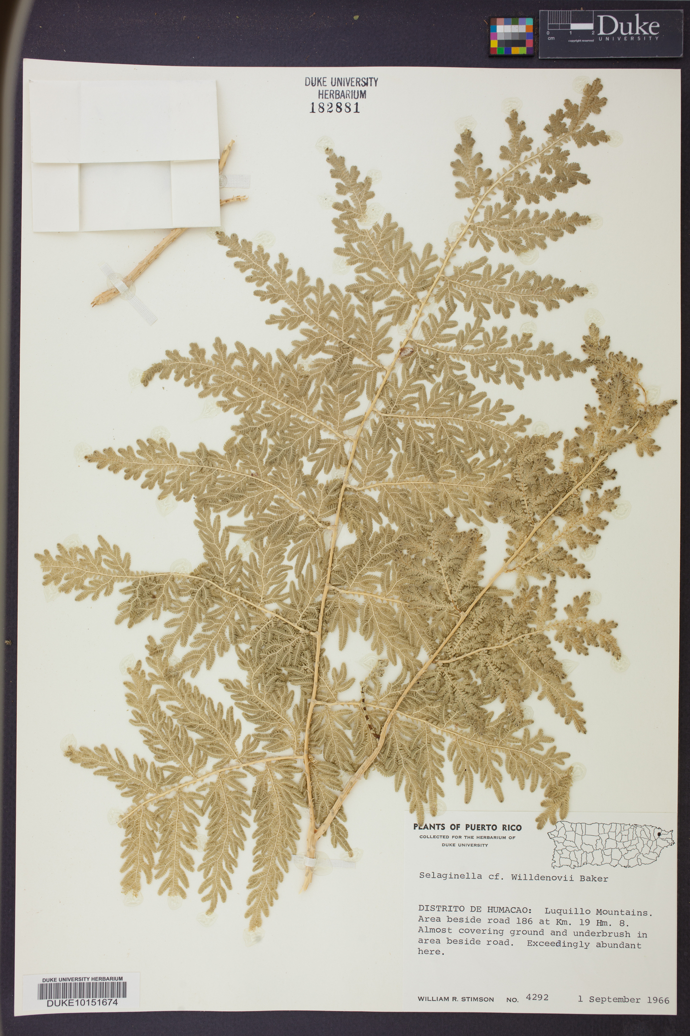 Selaginella willdenowii image