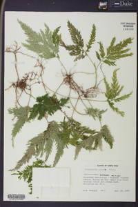 Selaginella anceps image