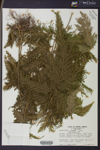 Selaginella anceps image