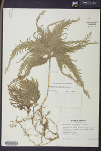 Selaginella arthritica image