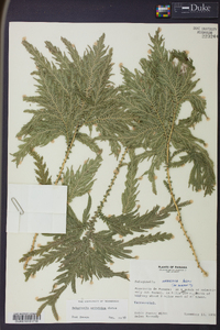 Selaginella arthritica image