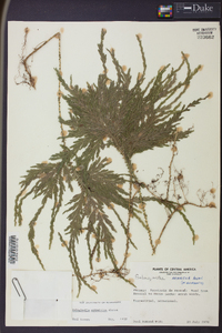 Selaginella arthritica image