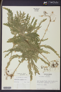 Selaginella arthritica image