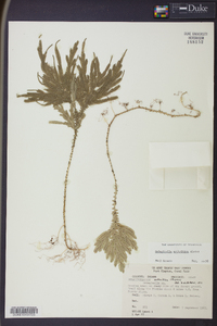 Selaginella arthritica image