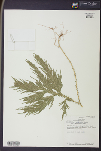 Selaginella arthritica image