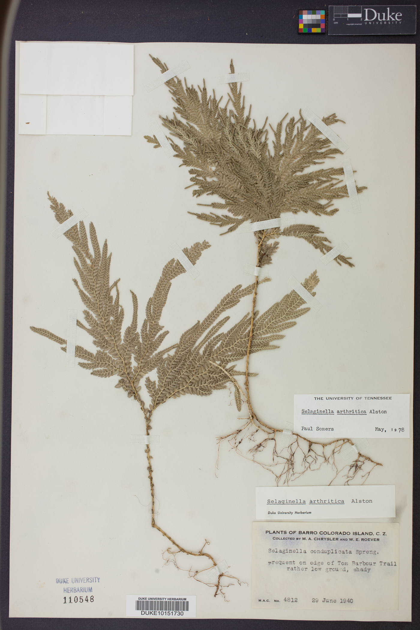 Selaginella arthritica image