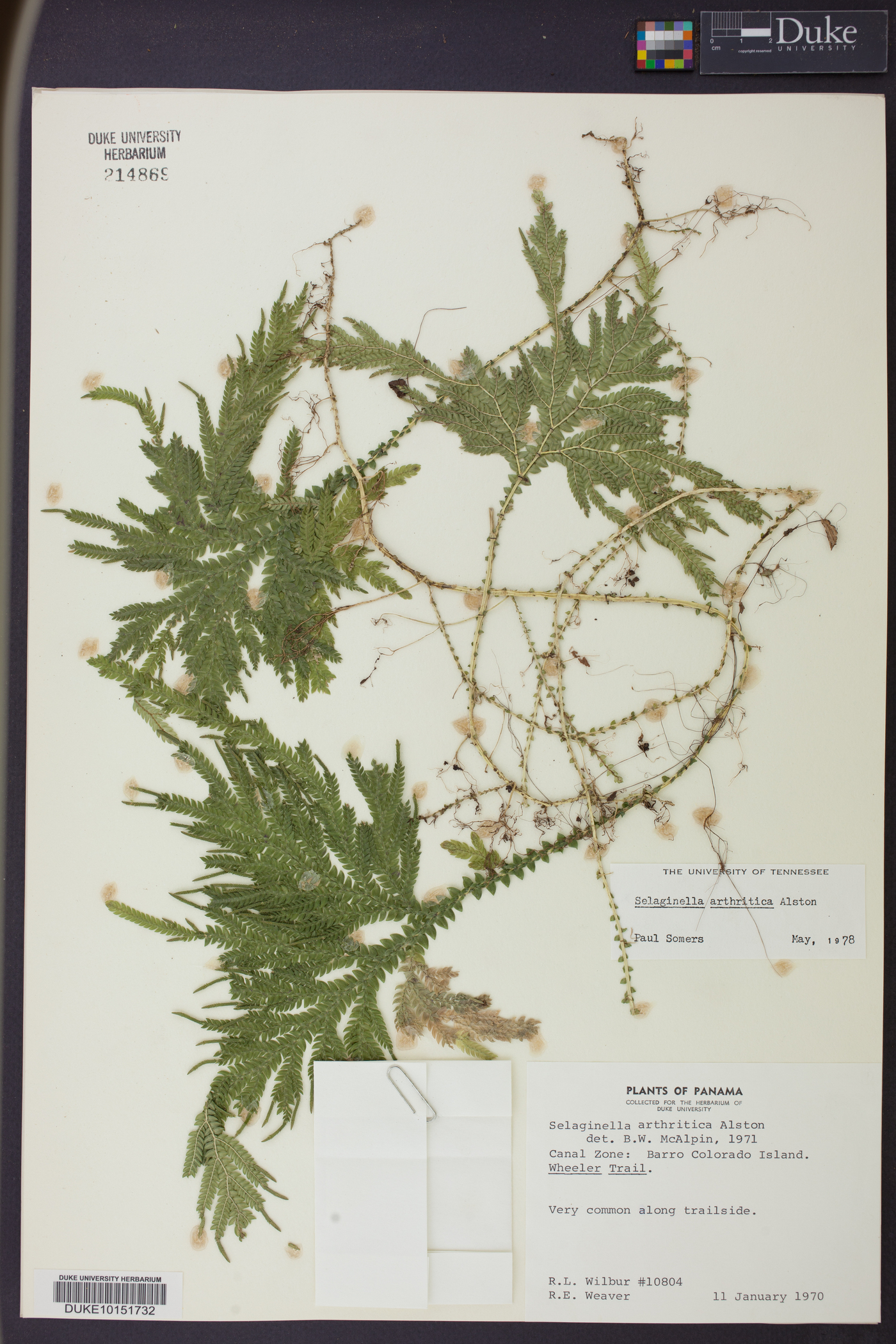Selaginella arthritica image