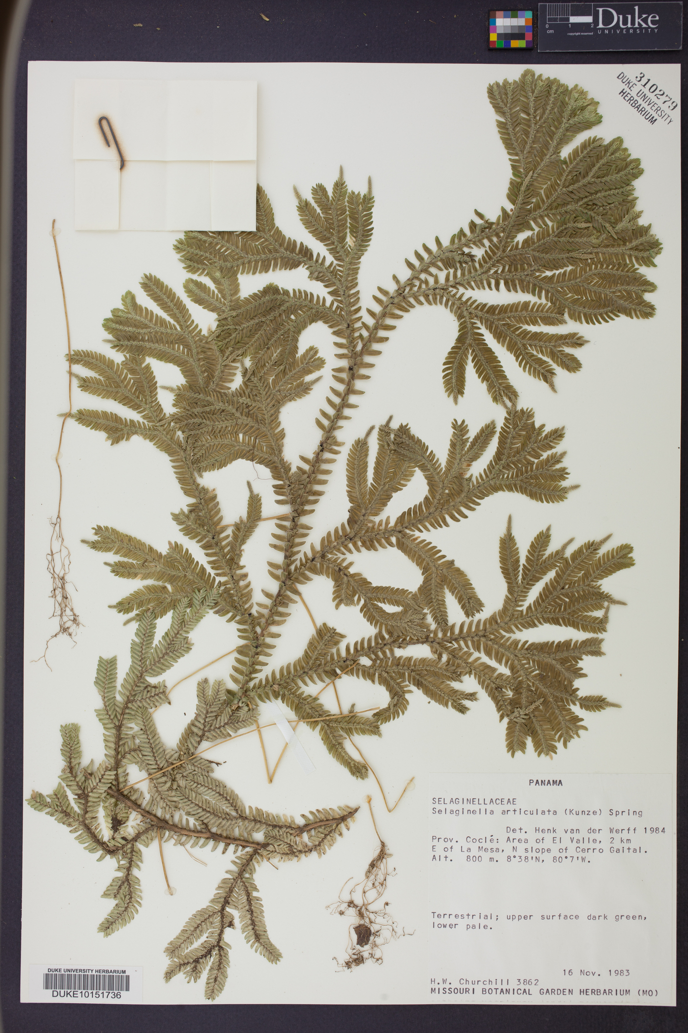 Selaginella articulata image