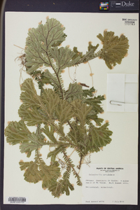 Selaginella articulata image