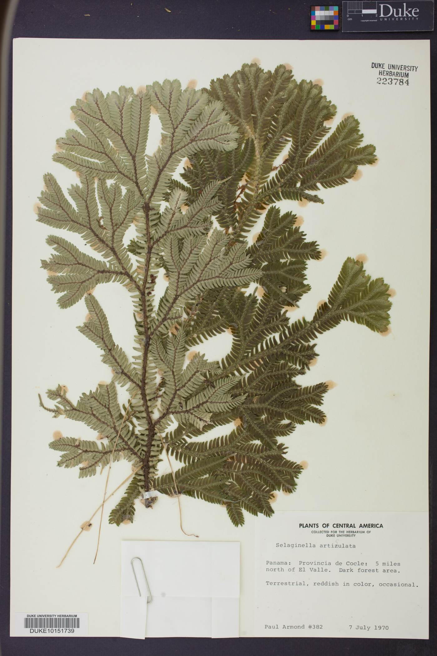 Selaginella articulata image