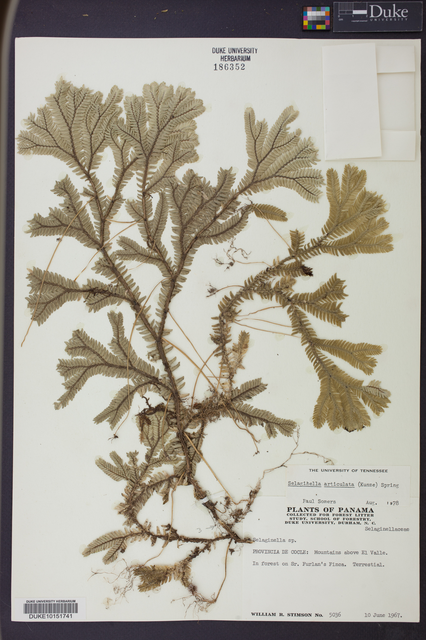 Selaginella articulata image