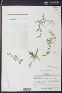 Selaginella atirrensis image