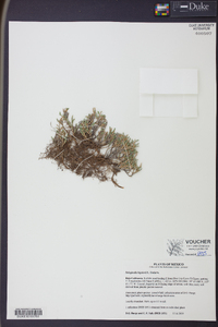 Selaginella bigelovii image