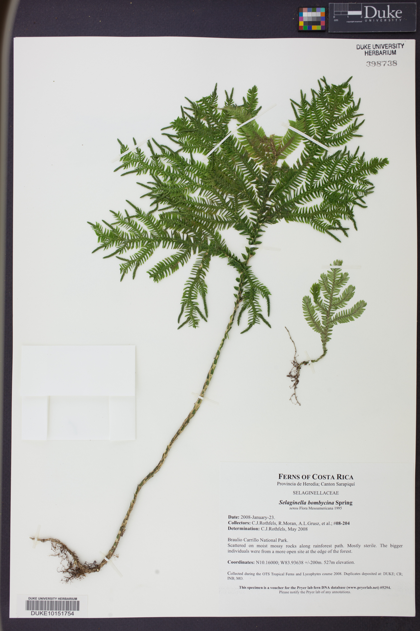 Selaginella bombycina image