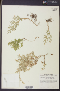 Selaginella delicatissima image