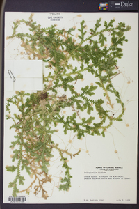 Selaginella diffusa image