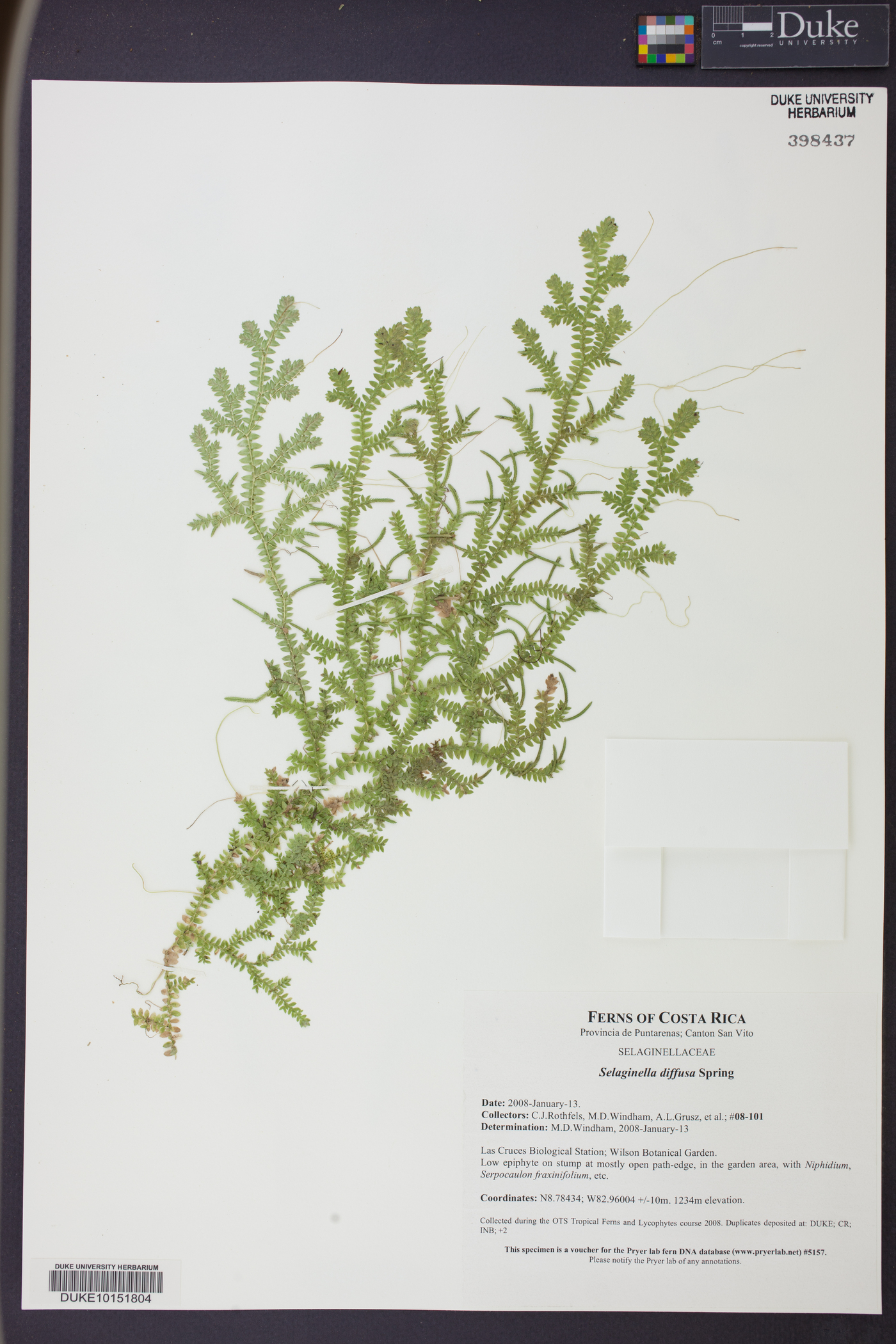 Selaginella diffusa image