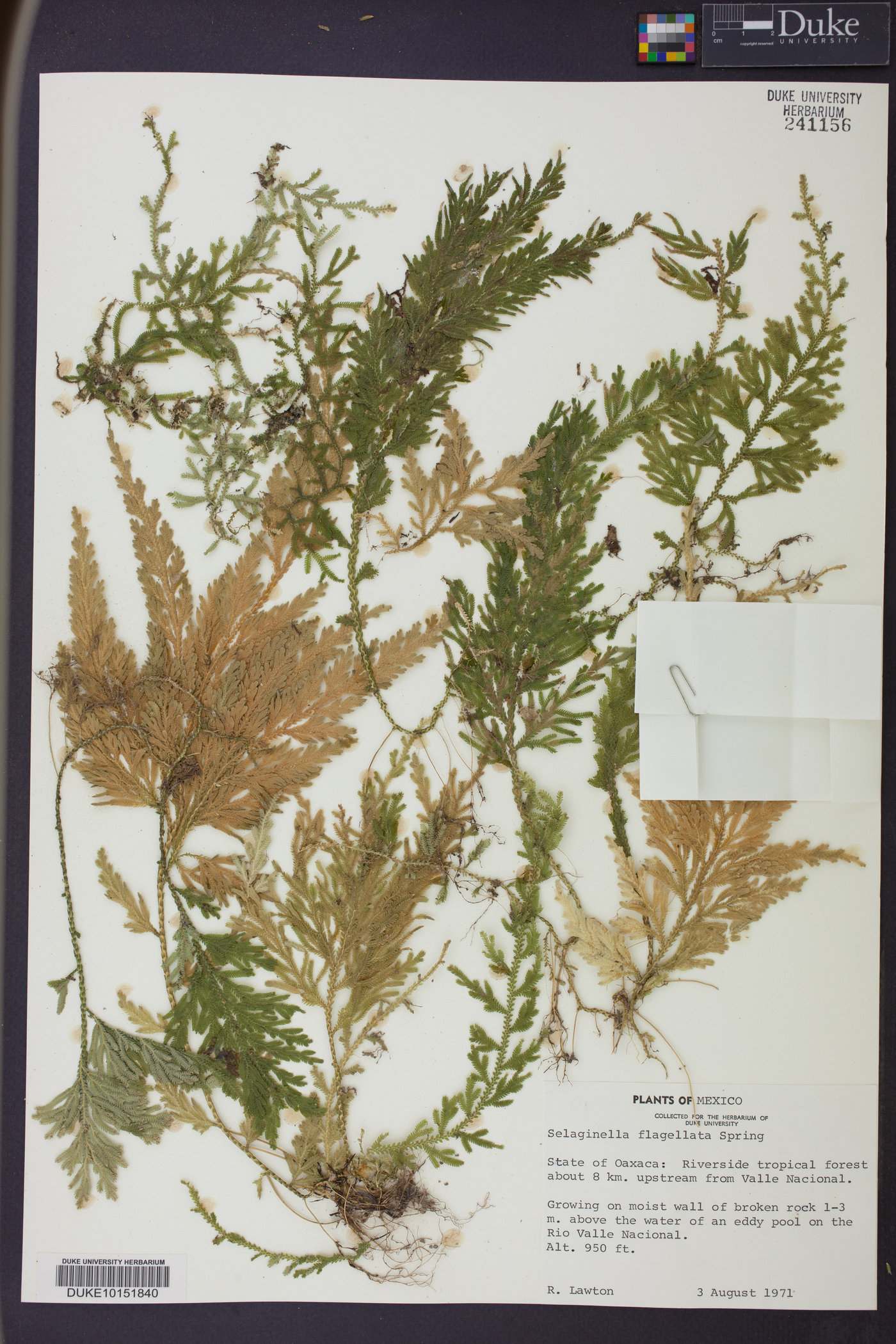 Selaginella flagellata image