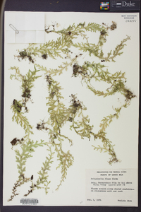 Selaginella flagellata image