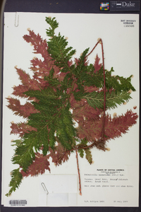 Selaginella haematodes image