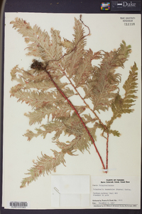 Selaginella haematodes image