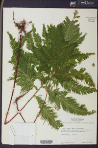 Selaginella haematodes image