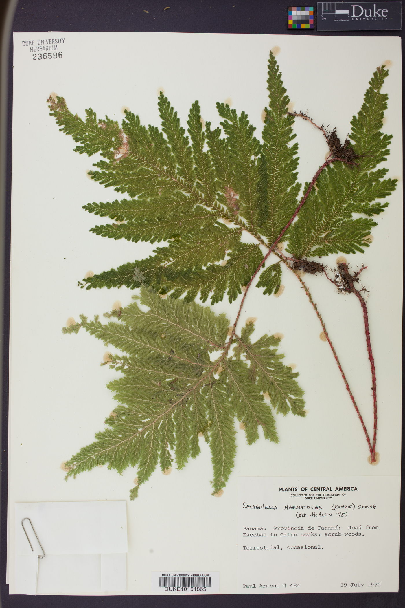 Selaginella haematodes image