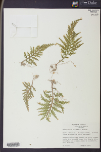 Selaginella hoffmannii image