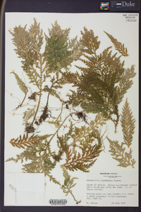 Selaginella hoffmannii image