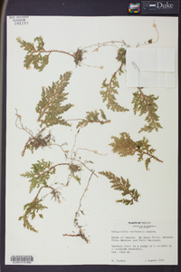 Selaginella hoffmannii image