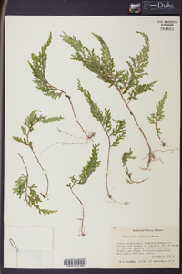 Selaginella hoffmannii image