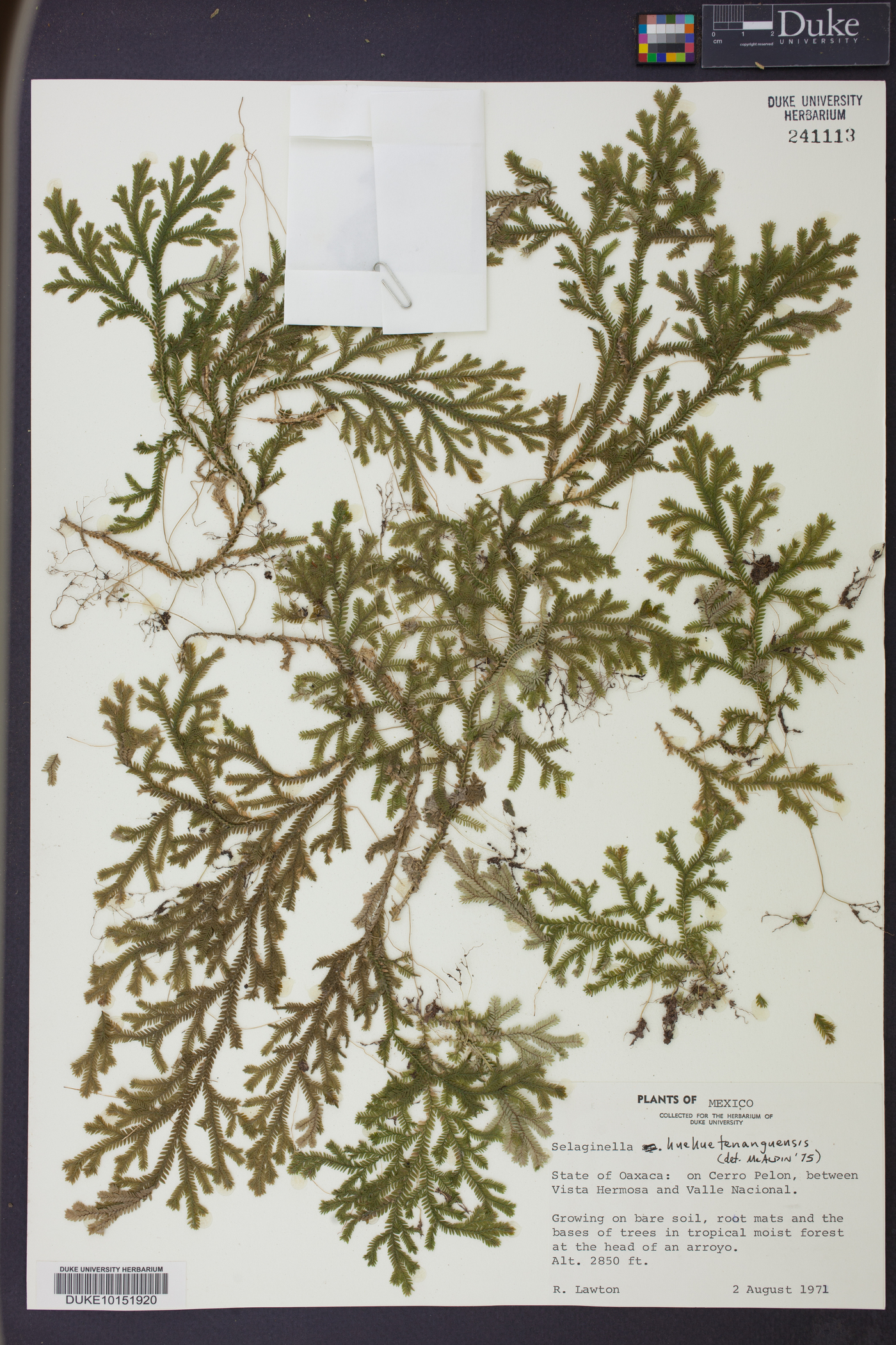 Selaginella huehuetenangensis image