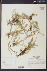 Selaginella intacta image