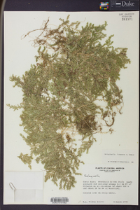 Selaginella kunzeana image