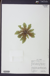 Selaginella lepidophylla image