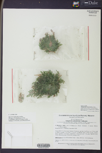 Selaginella nothohybrida image