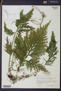 Selaginella oaxacana image