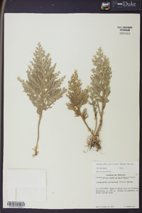 Selaginella pallescens image