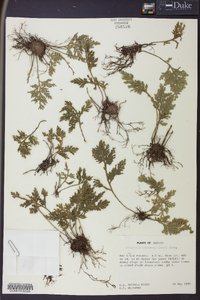 Selaginella pallescens image