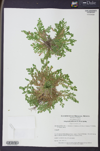 Selaginella pallescens image