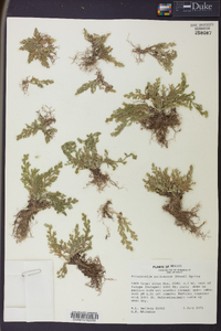 Selaginella pallescens image