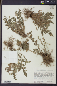 Selaginella pallescens image