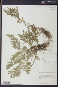 Selaginella pallescens image