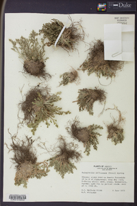 Selaginella pallescens image