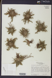 Selaginella pallescens image